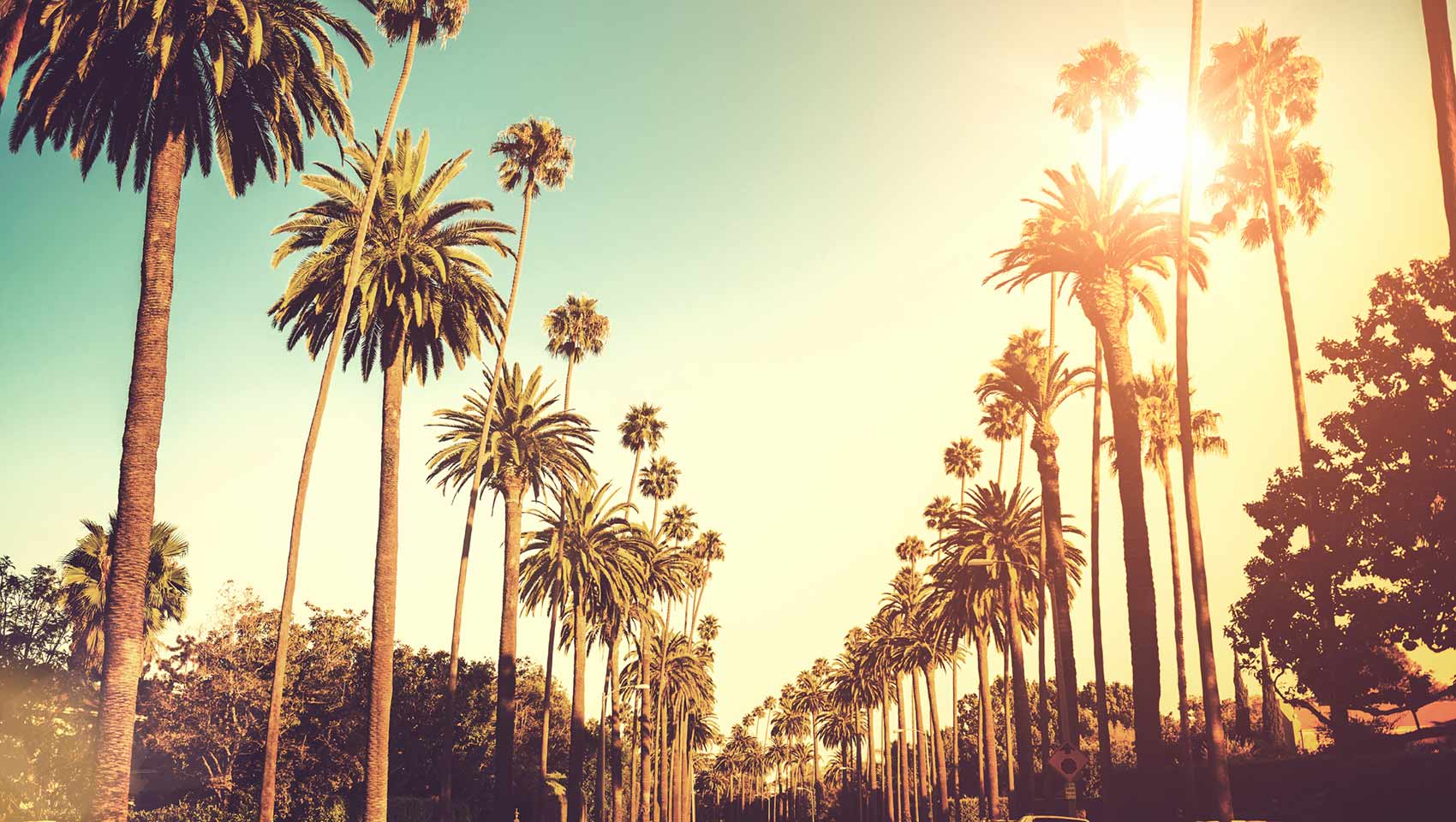 Hollywood hills palm trees