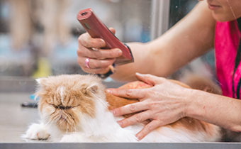 Cat being groomed